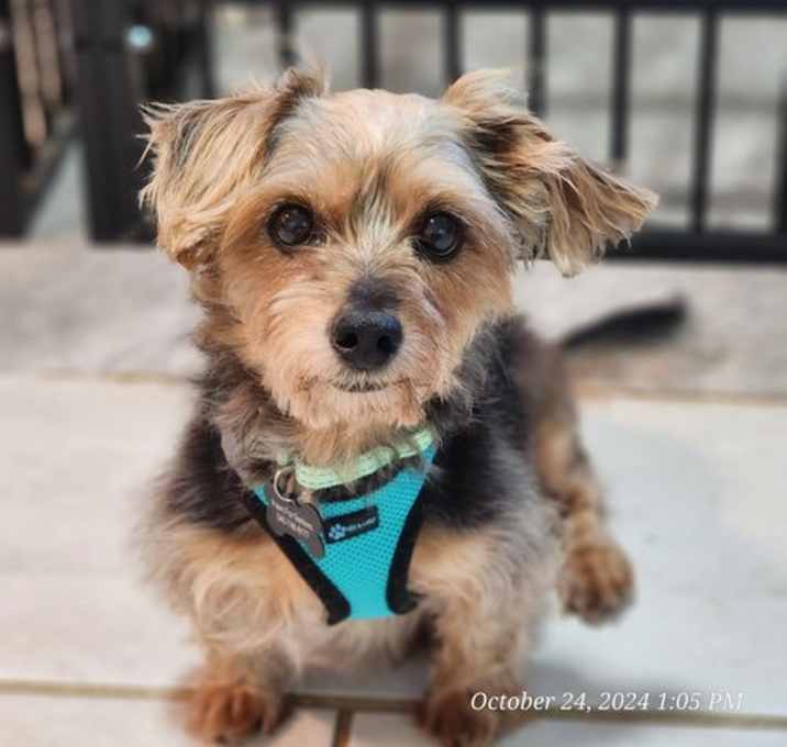 Photo of Miles