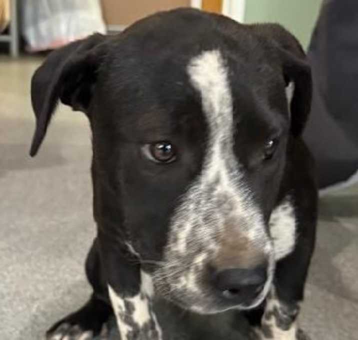Photo of Oreo