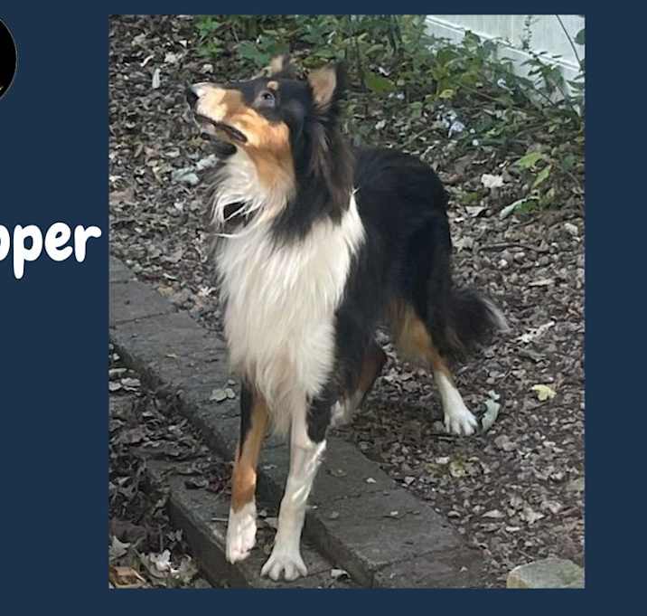 Photo of Pepper