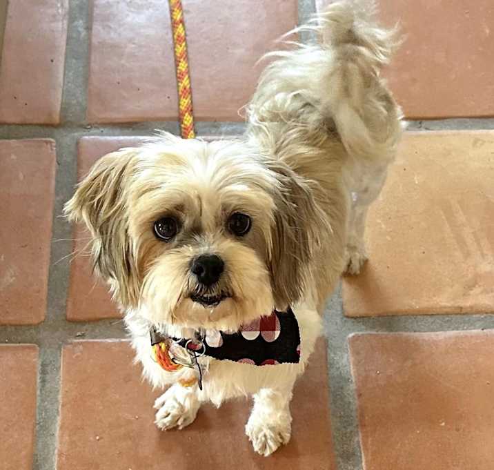 Photo of Wicket