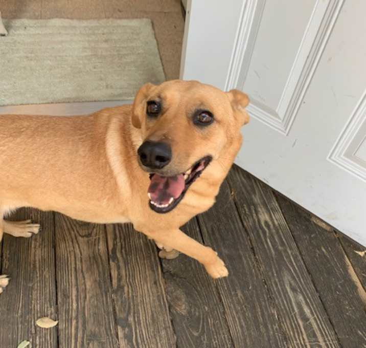 Photo of Honey