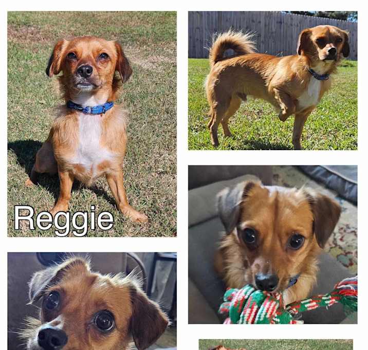 Photo of Reggie