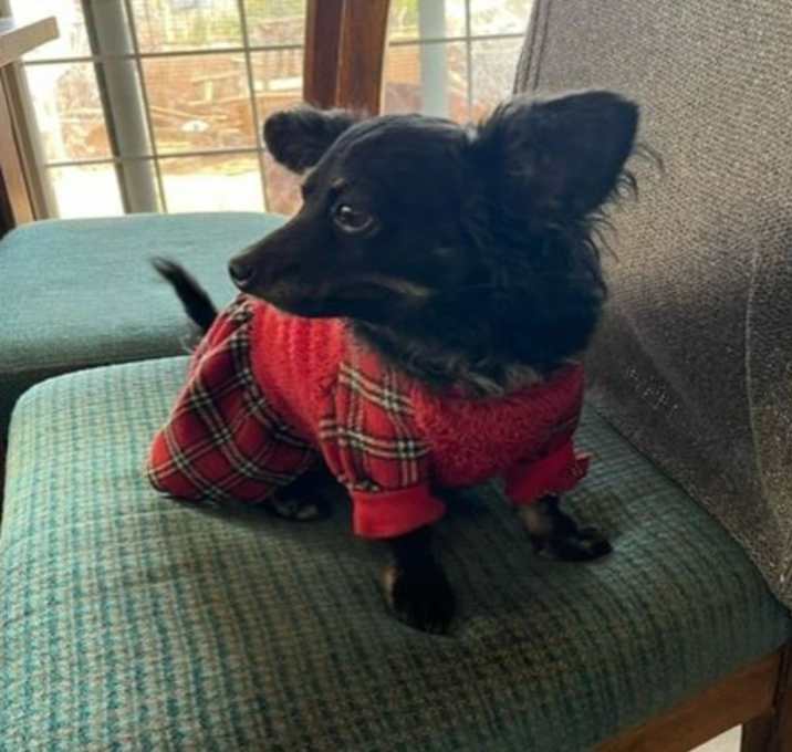 Photo of Beau (aka Souly)