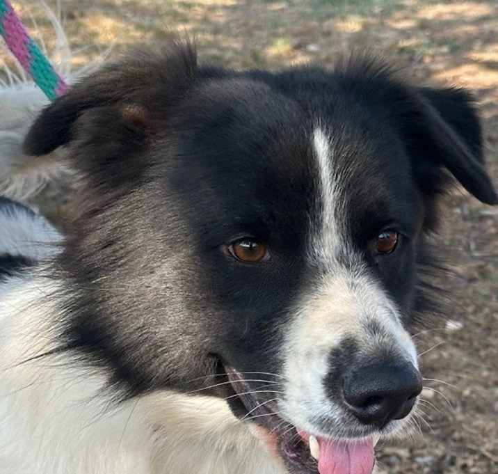 Photo of Apollo