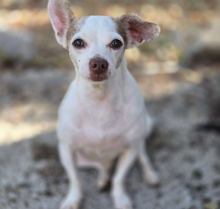 Photo of Beau