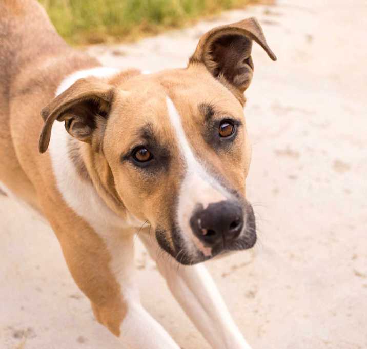 Photo of Piper
