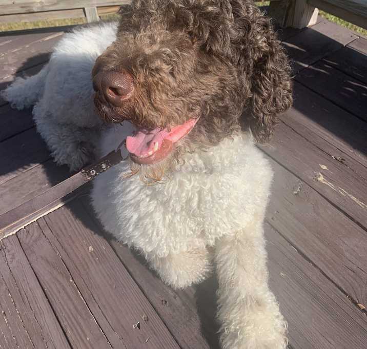 Photo of Milo