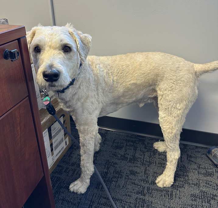 Photo of Oscar