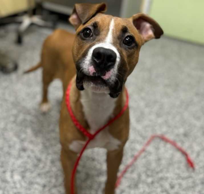 Photo of Scoob