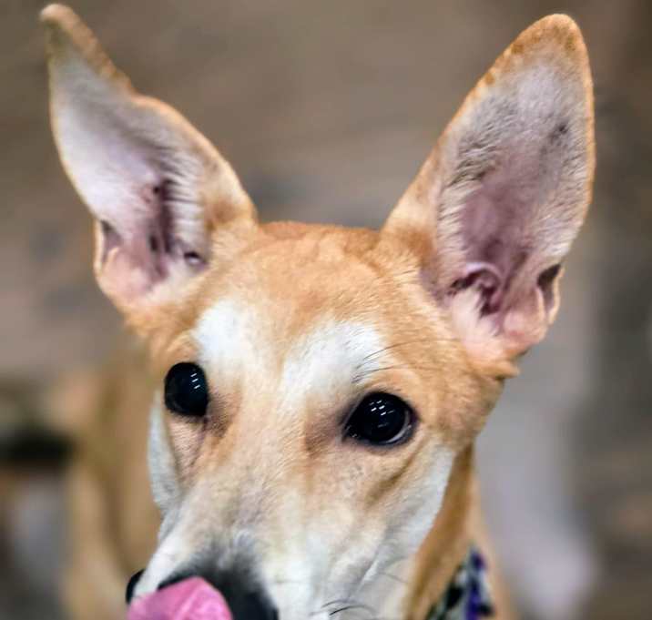 Photo of Willie