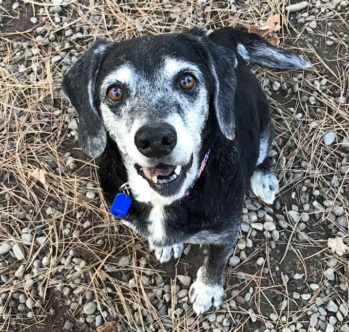 Photo of Otis