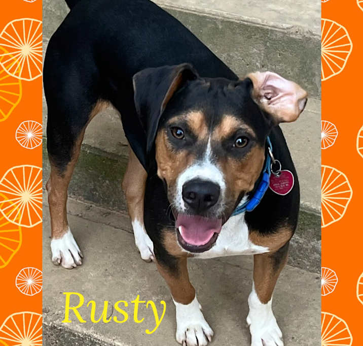 Photo of Rusty