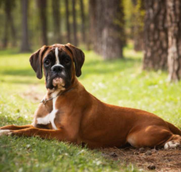 Photo of Bear