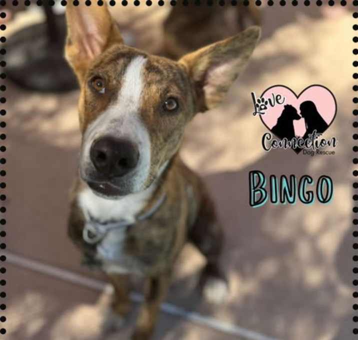Photo of Bingo