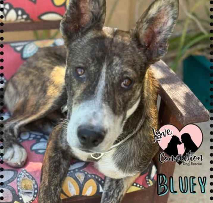 Photo of Bluey