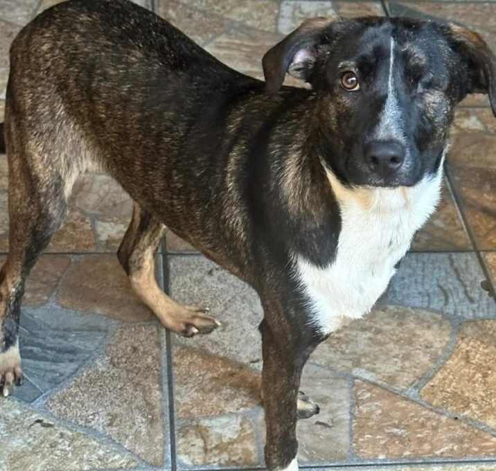 Photo of Riley The Pirate