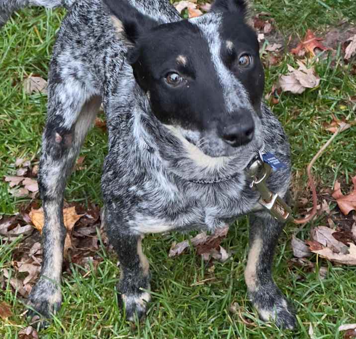 Photo of Taz