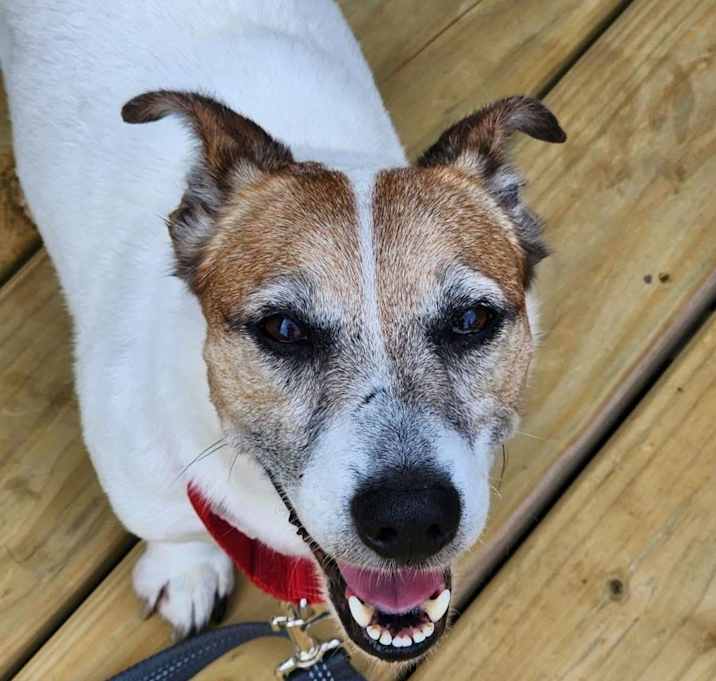 Photo of Gizmo
