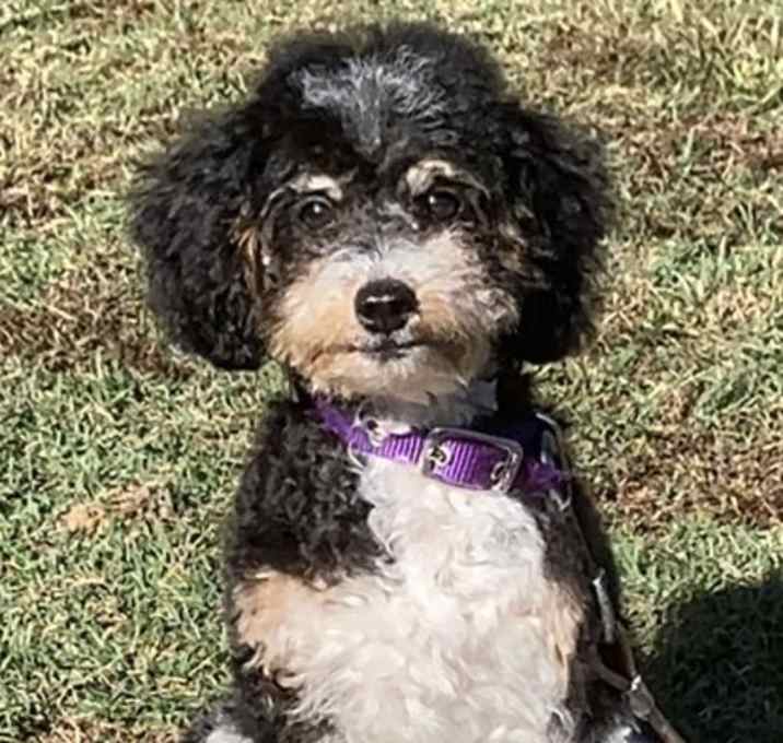 Photo of CLEMENTINE