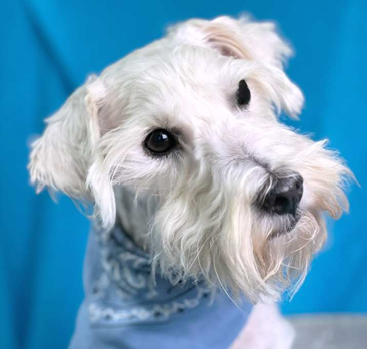 Photo of Bones