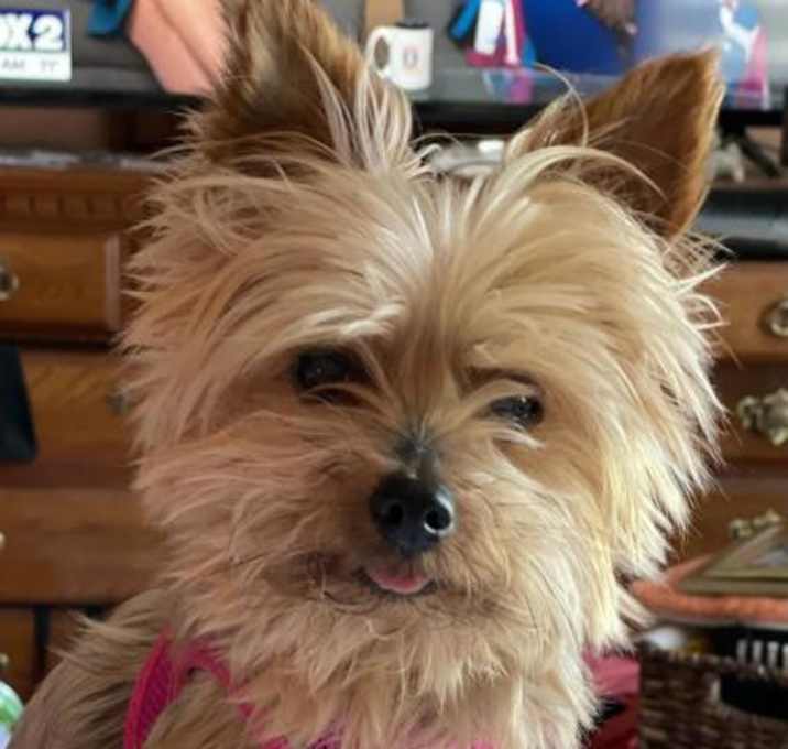 Photo of Roxie the Yorkie Cross