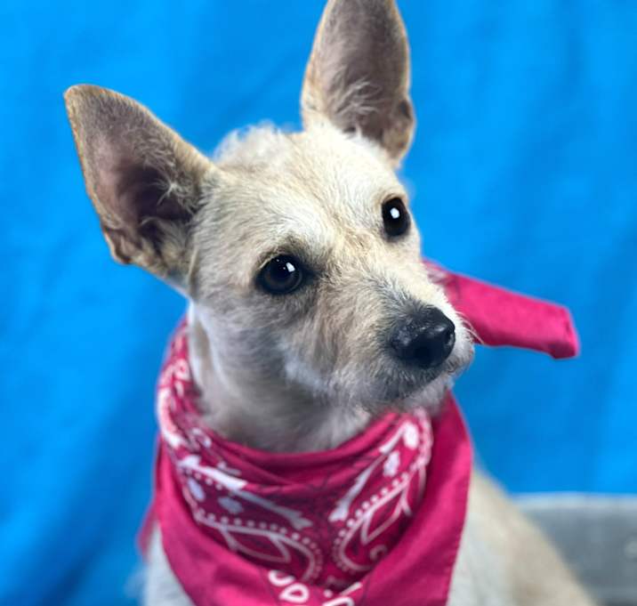 Photo of Windy