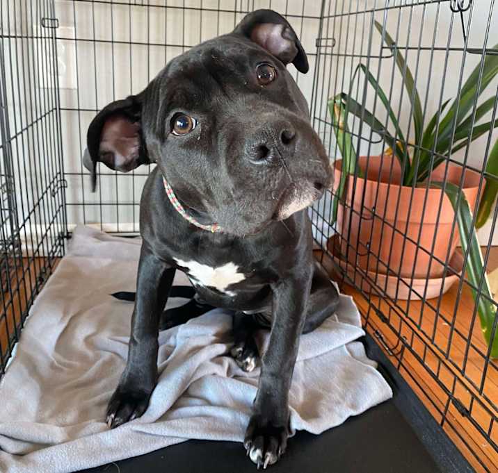 Photo of Olive