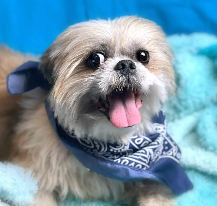 Photo of Dewy
