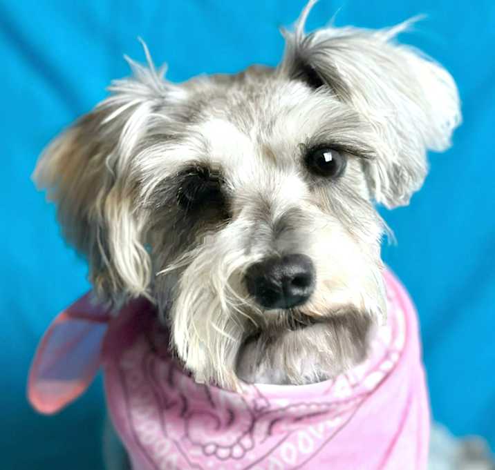 Photo of Denali Doll Baby