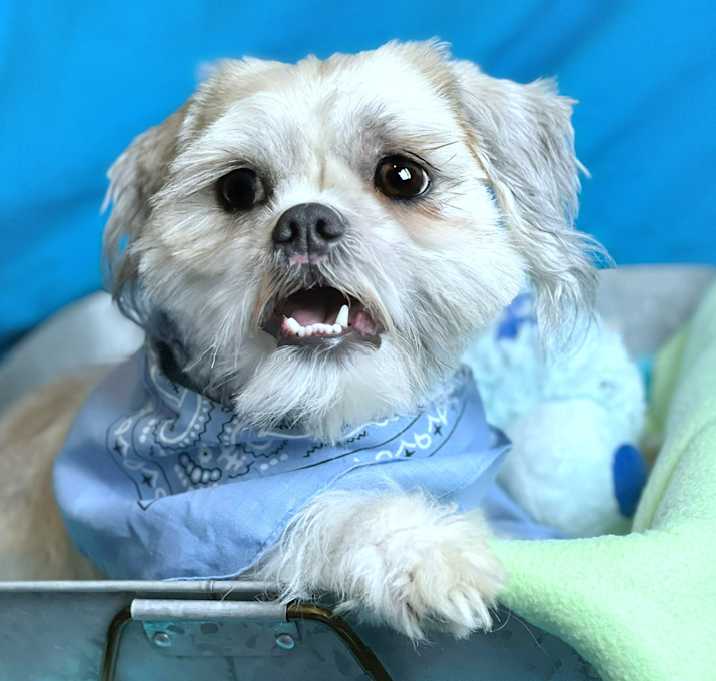 Photo of Fido