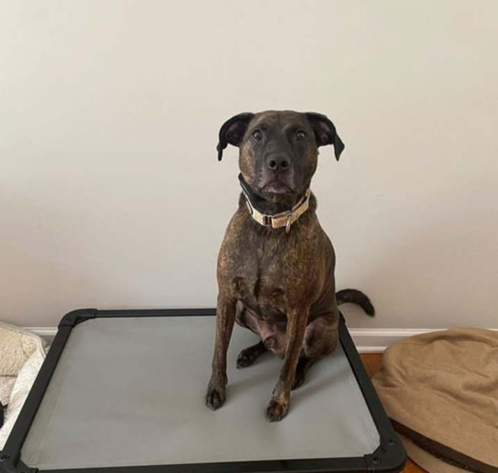 Photo of Milo