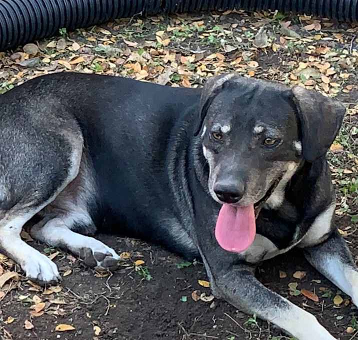 Photo of Rocky