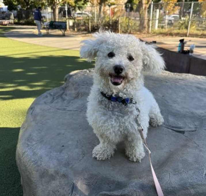 Photo of Skipper