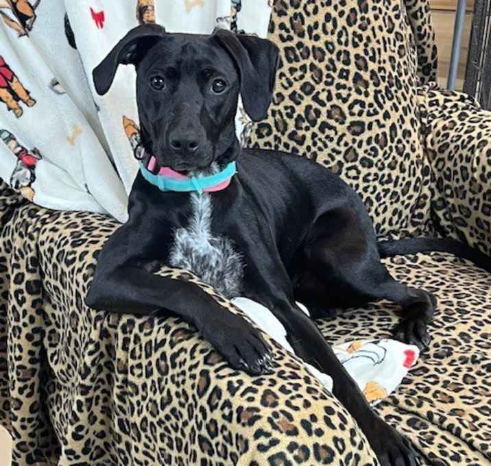 Photo of Dolly