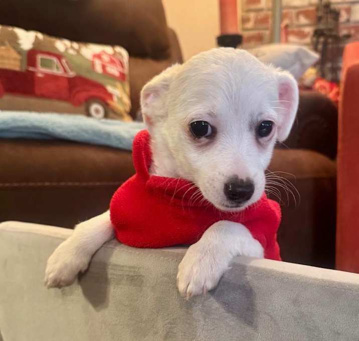 Photo of Romeo