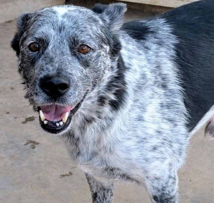 Photo of KINGSLEY (amputee)