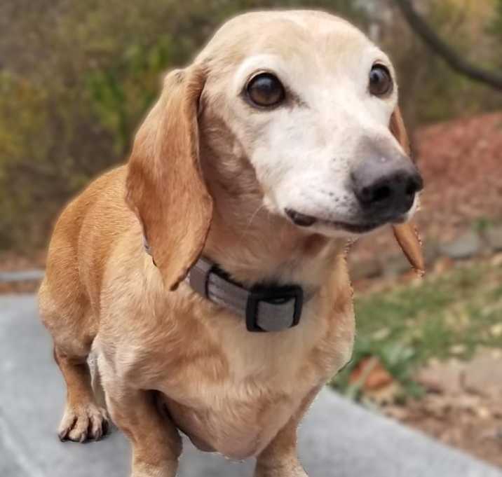Photo of Frankie