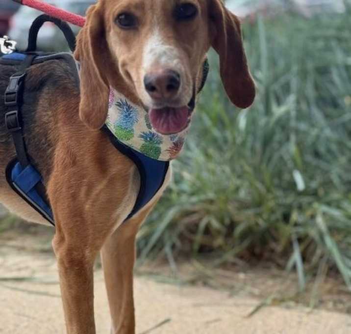 Photo of Huckleberry Talbot