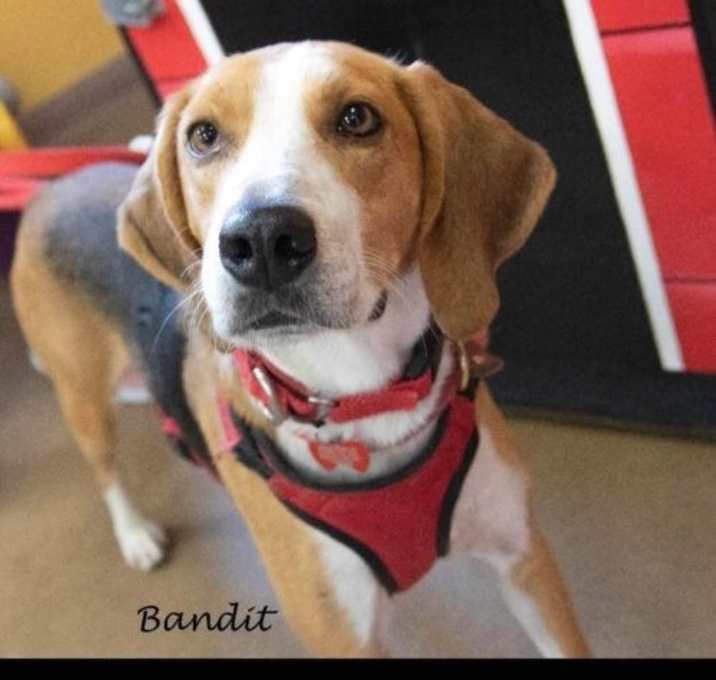 Photo of Bandit Society