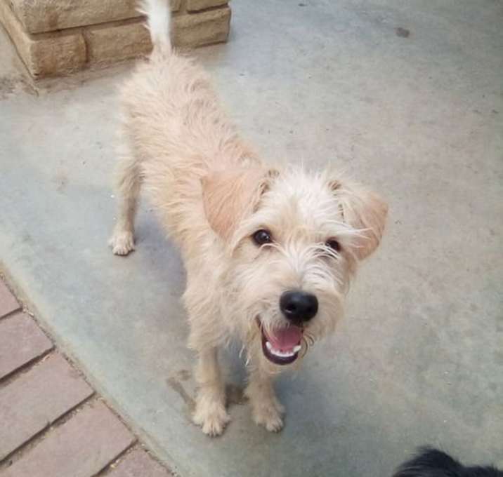 Photo of Snickers-ADOPTED 4/12/25 w/ brother