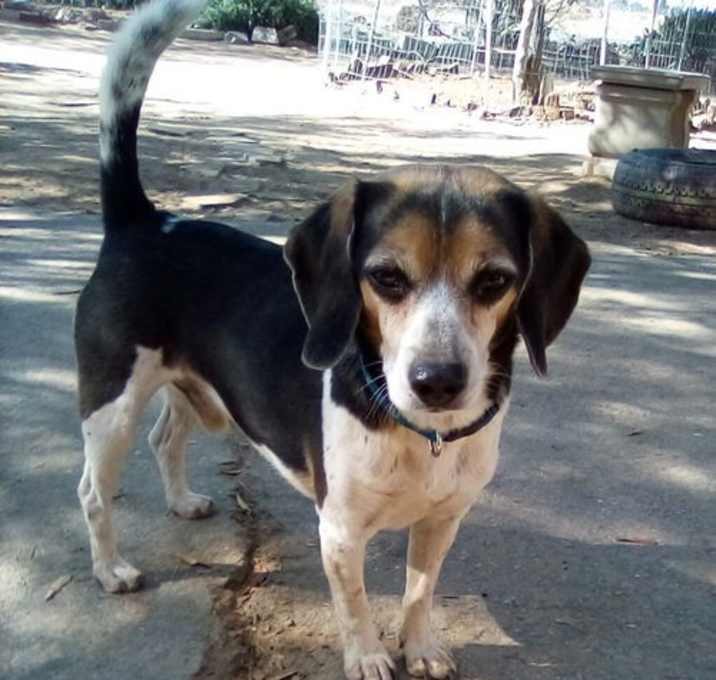 Photo of Oliver=ADOPTED 2/25