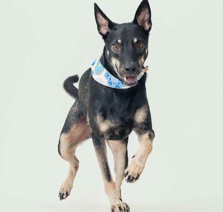 Photo of Flynn (Taiwan FMD mixed)