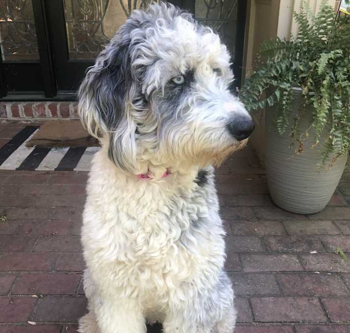 Photo of Luna