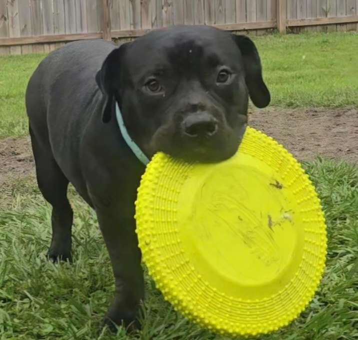 Photo of CUJO