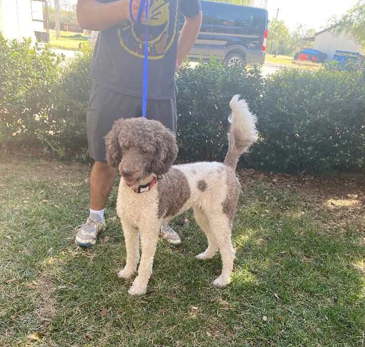 Photo of Lola