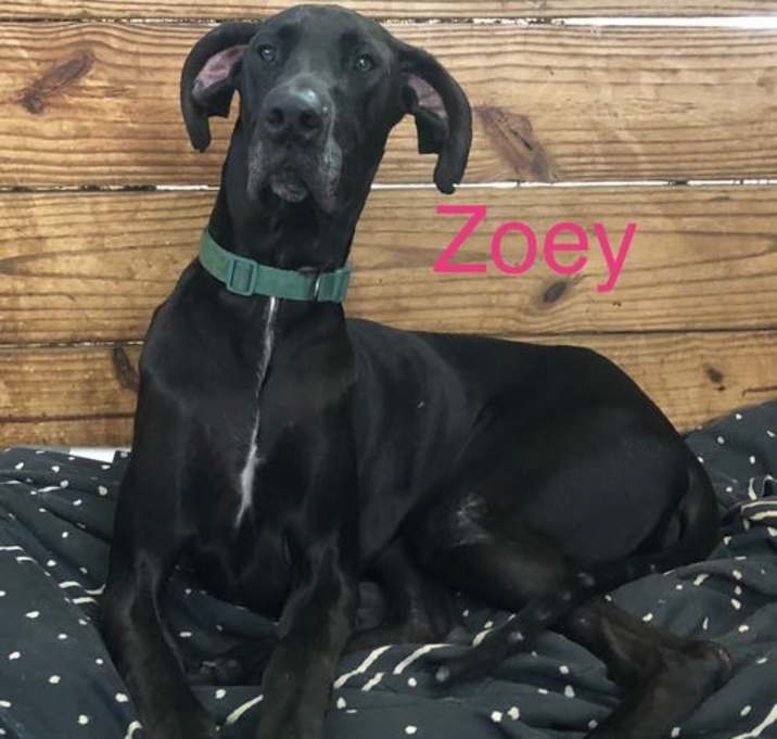 Photo of Zoey
