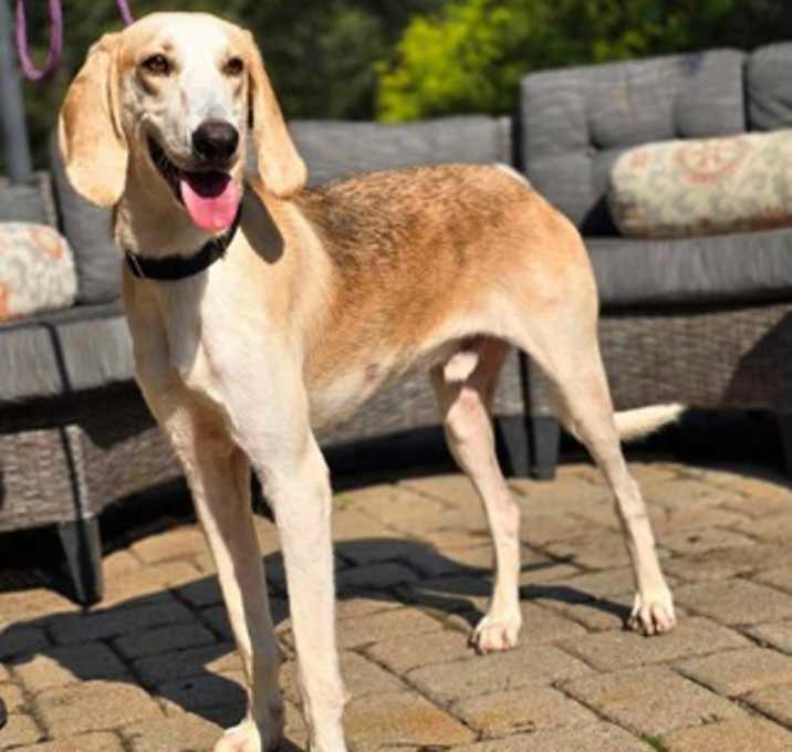 Photo of Rex