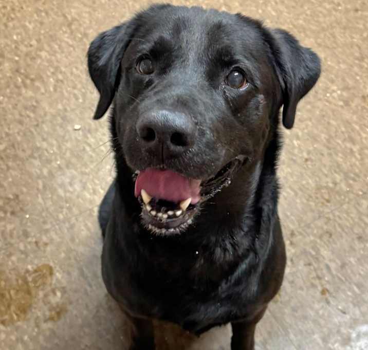 Photo of Onyx