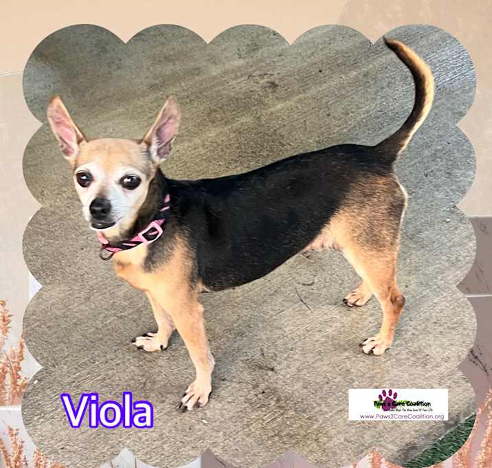 Photo of Viola