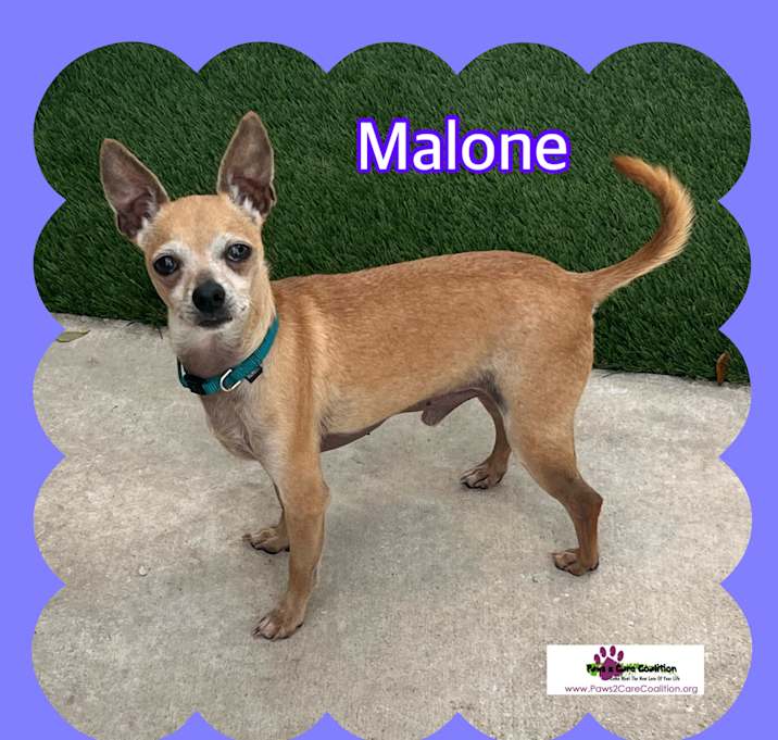 Photo of Malone